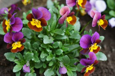 Revitalize Your Garden